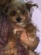 Toy Poodle Puppies for sale in Philadelphia, PA, USA. price: $800