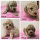 Toy Poodle Puppies for sale in Rensselaer, IN 47978, USA. price: $1,000