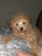 Toy Poodle Puppies for sale in Brookhaven, PA 19015, USA. price: NA