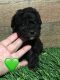 Toy Poodle Puppies for sale in Columbia, MS 39429, USA. price: $650