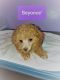 Toy Poodle Puppies for sale in Kenilworth, UT 84529, USA. price: $1,000