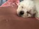 Toy Poodle Puppies for sale in Hialeah, FL, USA. price: $500