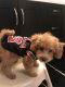 Toy Poodle Puppies for sale in Peoria, AZ, USA. price: $1,375