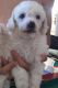 Toy Poodle Puppies for sale in Ocala, FL, USA. price: $700