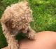 Toy Poodle Puppies for sale in Vancouver, WA 98662, USA. price: $1,000