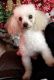 Toy Poodle Puppies for sale in Baton Rouge, LA 70809, USA. price: $300