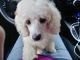 Toy Poodle Puppies for sale in Bloomingdale, IL, USA. price: $675