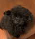 Toy Poodle Puppies for sale in Clinton, MD, USA. price: NA