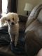 Toy Poodle Puppies for sale in Baton Rouge, LA, USA. price: $200