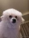 Toy Poodle Puppies for sale in Albion, MI 49224, USA. price: NA