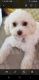 Toy Poodle Puppies for sale in 5367 SW 38th Way, Fort Lauderdale, FL 33312, USA. price: NA