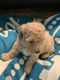 Toy Poodle Puppies for sale in Cambridge, MA, USA. price: $600