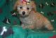 Toy Poodle Puppies for sale in 114-34 121st St, Jamaica, NY 11420, USA. price: NA