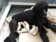 Toy Poodle Puppies for sale in 2526 Unicornio St, Carlsbad, CA 92009, USA. price: $500