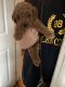 Toy Poodle Puppies for sale in Flushing, Queens, NY, USA. price: $1,500