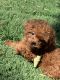 Toy Poodle Puppies for sale in Woodland Hills, Los Angeles, CA, USA. price: NA