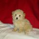 Toy Poodle Puppies for sale in Albion, MI 49224, USA. price: $1,200