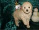 Toy Poodle Puppies for sale in Lawrenceville, GA, USA. price: NA