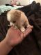 Toy Poodle Puppies for sale in San Bernardino, CA, USA. price: $110