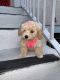 Toy Poodle Puppies for sale in Boca Raton, FL, USA. price: $2,000
