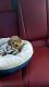 Toy Poodle Puppies for sale in Wellington, FL, USA. price: $3,000
