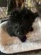 Toy Poodle Puppies for sale in Stuarts Draft, VA 24477, USA. price: $700
