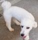 Toy Poodle Puppies for sale in Peoria, AZ, USA. price: $500