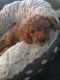 Toy Poodle Puppies for sale in Austin, TX, USA. price: $2,500