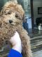 Toy Poodle Puppies for sale in Salina, KS, USA. price: $800