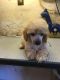 Toy Poodle Puppies for sale in Marrero, LA 70072, USA. price: $500