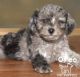 Toy Poodle Puppies for sale in King of Prussia, PA, USA. price: NA