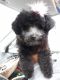 Toy Poodle Puppies for sale in Hamden, CT, USA. price: $1,000