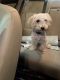 Toy Poodle Puppies for sale in Pearland, TX, USA. price: NA