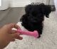 Toy Poodle Puppies for sale in Sherman Oaks, Los Angeles, CA, USA. price: NA