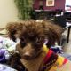 Toy Poodle Puppies for sale in Pell Lake, WI, USA. price: $1,200