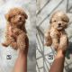 Toy Poodle Puppies for sale in Converse, TX, USA. price: $590