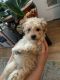 Toy Poodle Puppies for sale in Bound Brook, NJ 08805, USA. price: $600