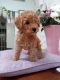 Toy Poodle Puppies for sale in Los Alamos Pl NE, Calgary, AB T1Y, Canada. price: NA