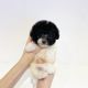 Toy Poodle Puppies for sale in Riverside, CA, USA. price: $850