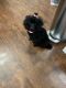 Toy Poodle Puppies for sale in Bolingbrook, IL, USA. price: NA