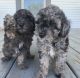 Toy Poodle Puppies for sale in Fort Meade, FL, USA. price: $1,500