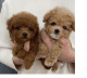 Toy Poodle Puppies for sale in Oregon City, OR 97045, USA. price: $800