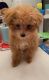 Toy Poodle Puppies for sale in Irvine, CA, USA. price: NA