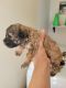 Toy Poodle Puppies for sale in San Antonio, TX 78263, USA. price: $1,250