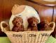 Toy Poodle Puppies for sale in Birmingham, AL, USA. price: $680