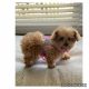 Toy Poodle Puppies for sale in Baltimore County, MD, USA. price: NA