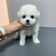 Toy Poodle Puppies for sale in Gilroy Unified, CA, USA. price: $800