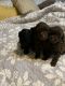 Toy Poodle Puppies for sale in Madison, WI, USA. price: $1,900
