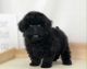 Toy Poodle Puppies for sale in San Francisco, CA, USA. price: $3,500