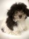 Toy Poodle Puppies for sale in 2906 Nevermind Ln, Colorado Springs, CO 80917, USA. price: NA